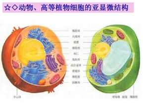 生物細(xì)胞的基本結(jié)構(gòu)