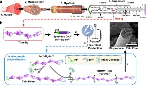 合成生物學新型高分子材料 更強更韌，有望替代高端石油基材料