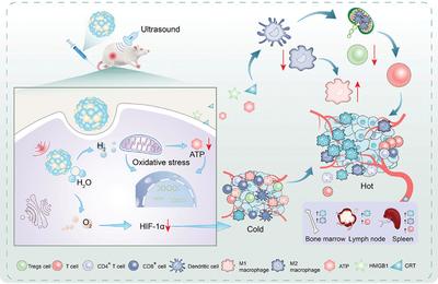 新型鉍基納米材料為癌癥治療提供新思路——生物基材料技術研發(fā)的突破